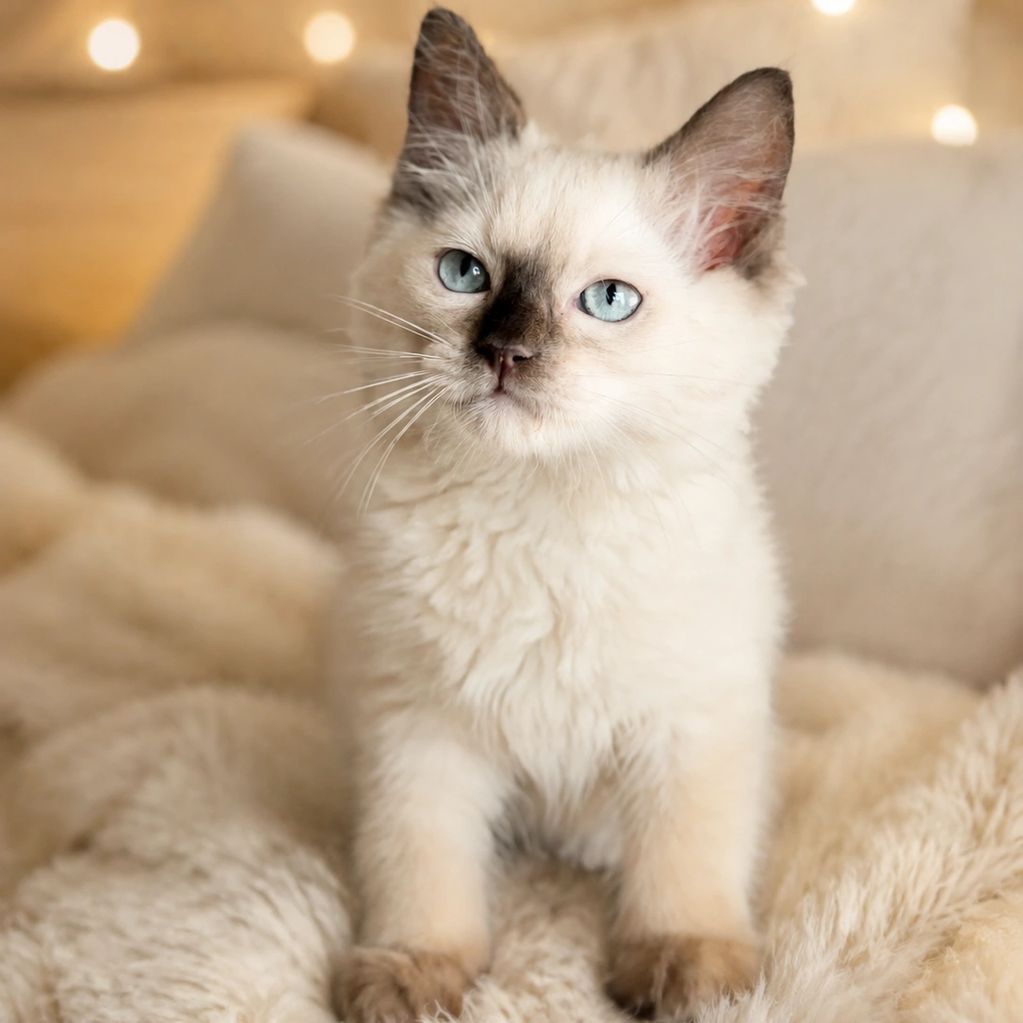 Nibu male Ragdoll with chocolate color point