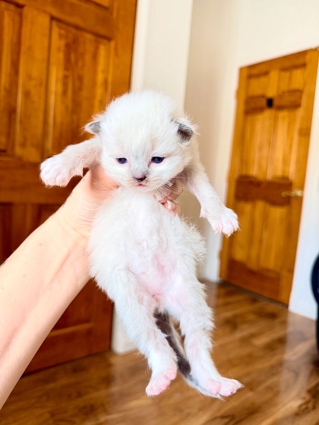 A tiny white kitten with blue eyes is held up indoors.
