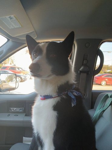 Behr loves his car rides