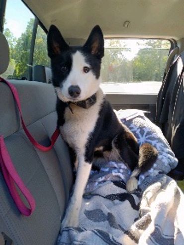 Belle is enjoying her ride with her new momma