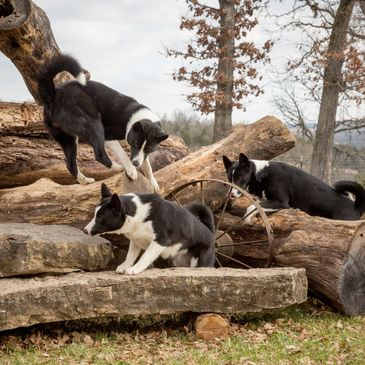 Adult Karelian Bear Dogs available for purchase .