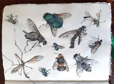 Naomi Tomkys
Pen and ink insects