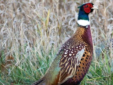 Pheasant, South Dakota pheasant, South Dakota pheasant hunting, ring neck pheasant 