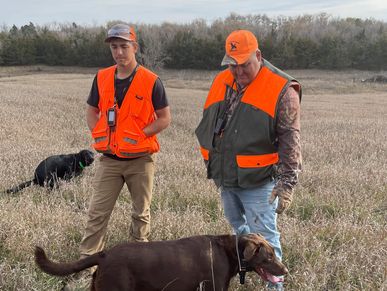 Pheasant hunting, labs, Labrador Retriever, chocolate labs, hunting guides, The Bird’s Nest Inc 