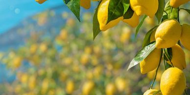 Citron gren med mange citroner