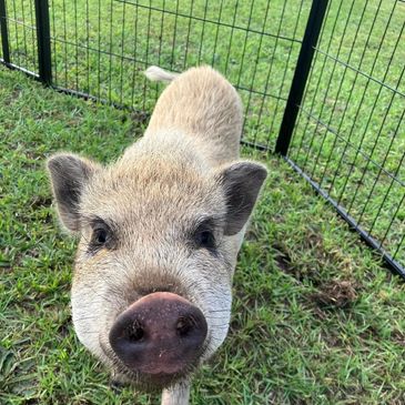 Juliana Mini Pig, standing on green grass, while looking into the camera.