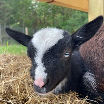 Baby goat kid with blue eyes.