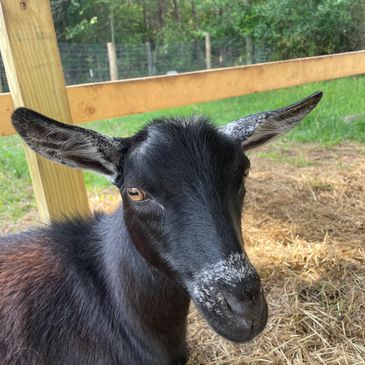 Brown eyed goat with no horns.