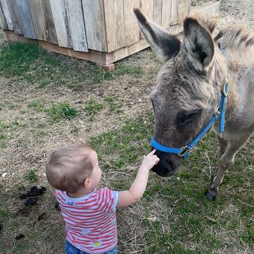 Toddler petting a donkey on the nose.