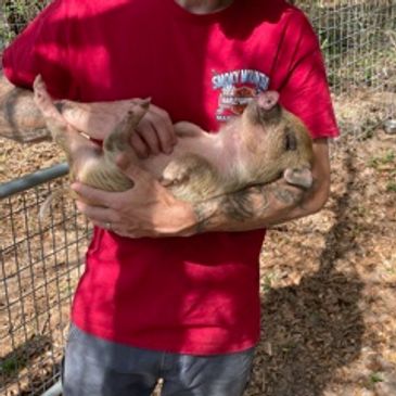 Man holding a small piglet like a baby.