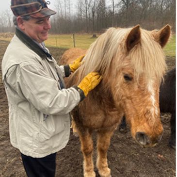 Man grooming a brown horse outdoors.