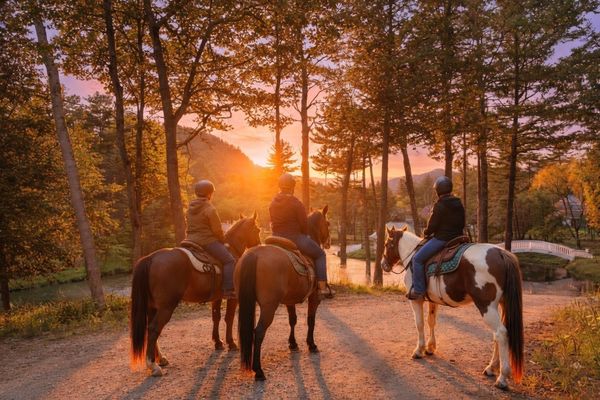Three riders on horses watching a sunset in a forested area.