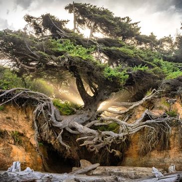 A tree with exposed roots on a cliff with sunlight shining through.
