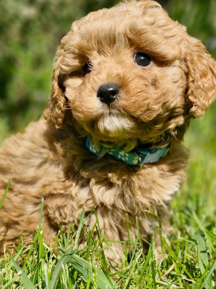 Meet "Topaz"
Gorgeous Male Toy cavoodle loving outgoing affectionate personality.