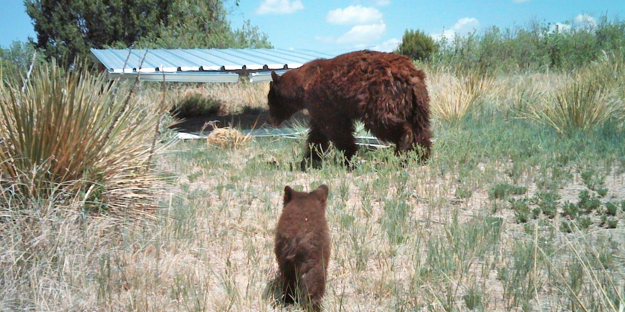 So, Black bears come in Red!  Mom and 3 cubs are all red.