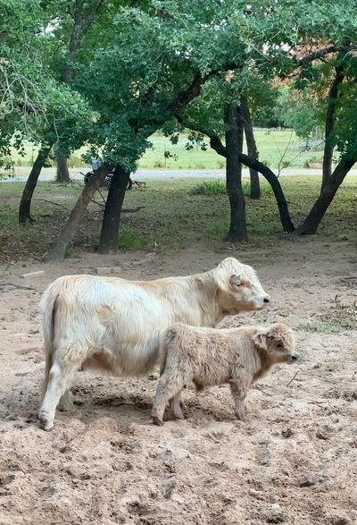 I just purchased Tiny Diamond. Her sire is Leonardo from Hairy Heifers. Her Dam is a highland cross
