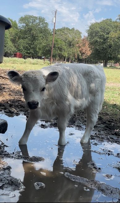 Francisca cooling off on a summer day