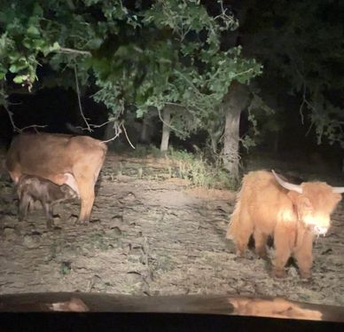 Mowgli next to his daughter with a midsized cow in 2022
