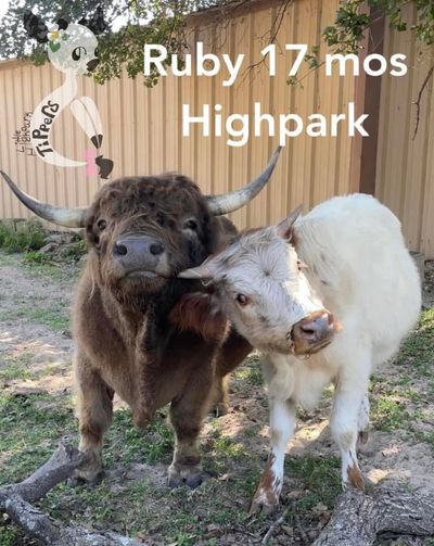 Ruby is Mowgli and a white dexter cow named Carol’s daughter. Birthdate:August 18,2023