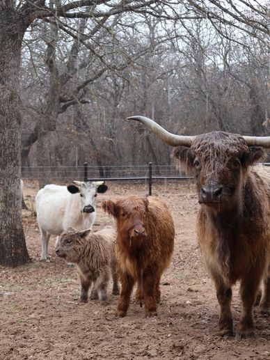 Bosco,far right. She is midsized and is Muffin and Cindy’s Dam.