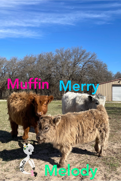 Melody is Cindy and Bleu Boy’s heifer calf.