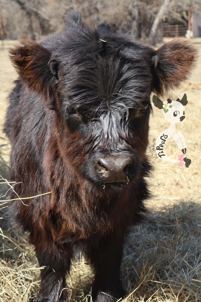 Milly and Mowgli’s heifer calf named Holly.
