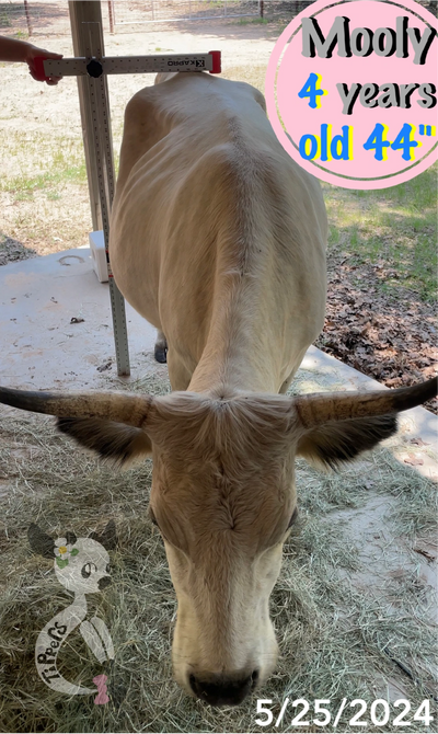 Mooly now at 5 plus years old, is still 44”.