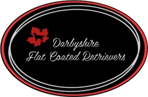 
Darbyshire 

Flat Coated Retrievers