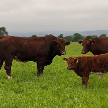 Balado Farm cattle