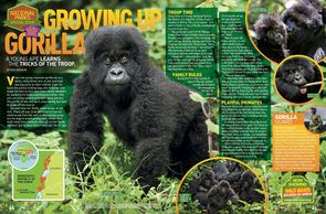 Growing Up Gorilla