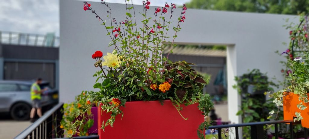 Salvia Bordeaux
French Marigold
Coleus
Petunia Indian summer