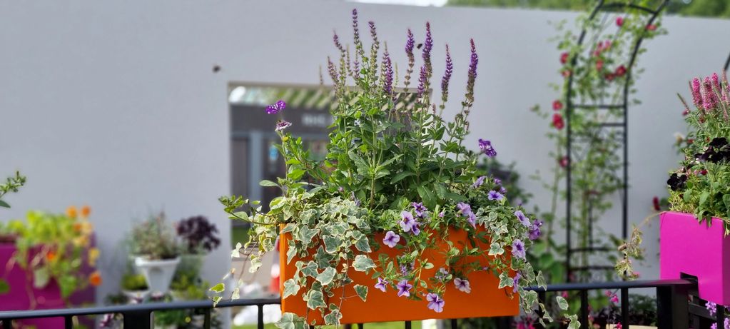Salvia Mainacht
Calibrachoa Blueberry Punch
Variegated English Ivy
Verbena Midnight