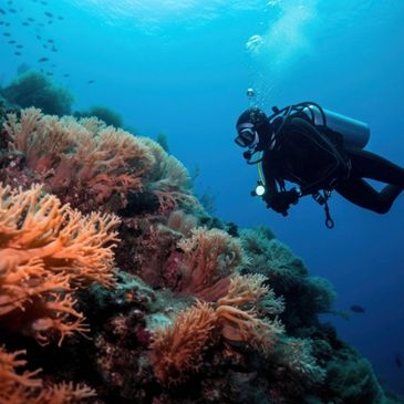 deep sea scuba diver looking at coral