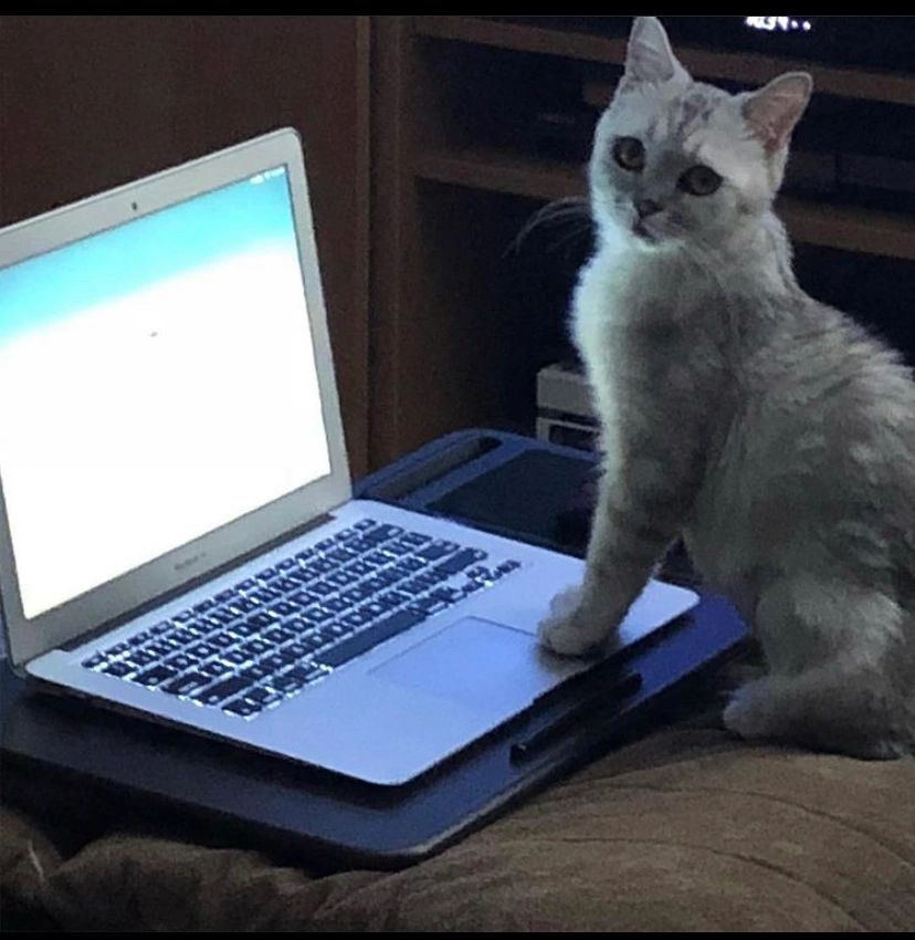 Cat sitting at a laptop