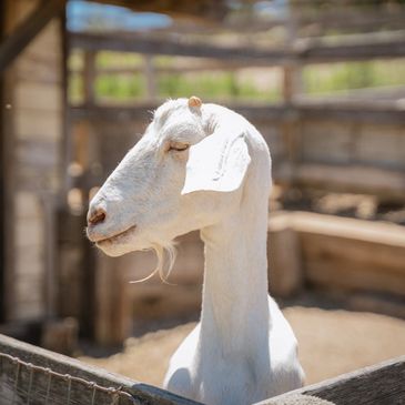 Petting Zoo - Critter Corral - Farm Animals