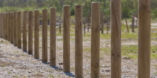 Woodstock treated Gum tree poles agricultural fencing 
