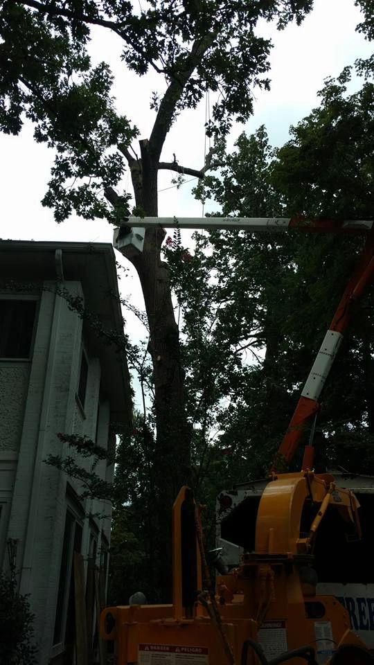 Pegram Tree Service