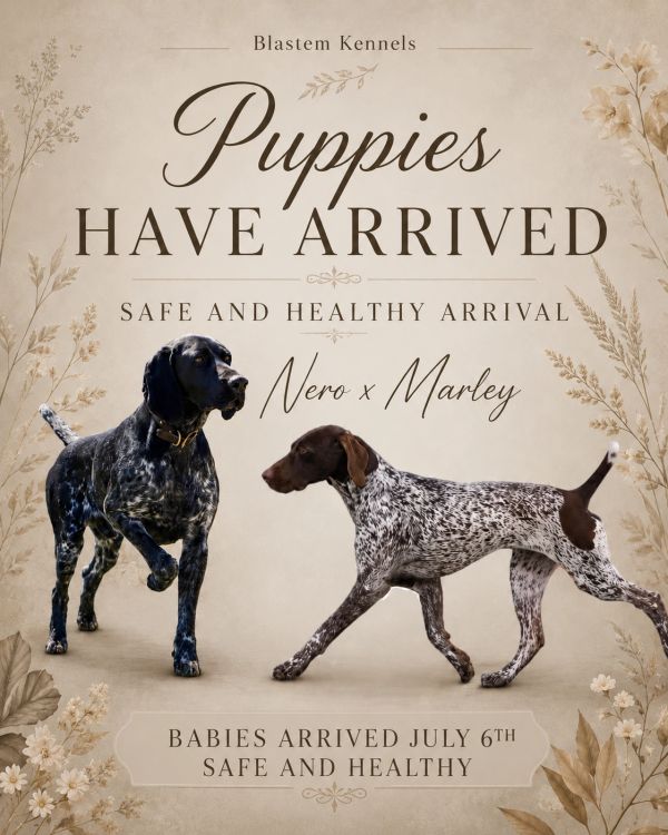 Announcement of puppies' safe arrival from Nero and Marley.