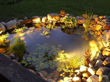 Aquascapes designs Natural Water Garden Pond with lights. Located in Huntington Beach, California.
