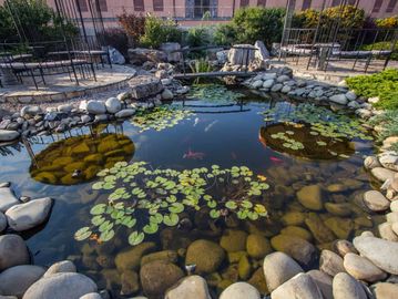 Natural Koi Pond with lily pads, waterfall, and fish swimming located in Pasadena, California.