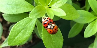 Earth Mama Design ladybugs on sweet woodruff