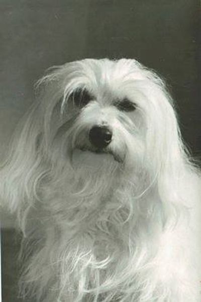 James 1974, Grandfather of the breed! James was one of the founder dogs of the breed.