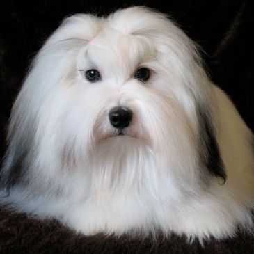 A Coton de Tulear looking respendant