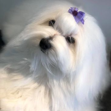 A Coton de Tulear with her purple hair clip