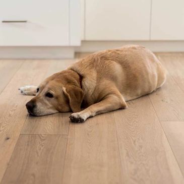 Hardwood Floor Installation