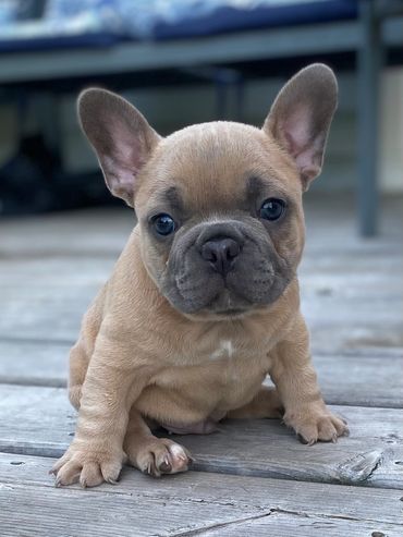 blue fawn frenchie puppy