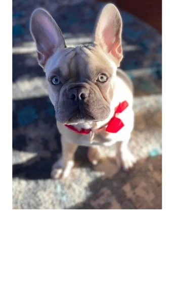 cream frenchie puppy