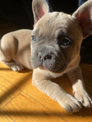 blue fawn frenchie