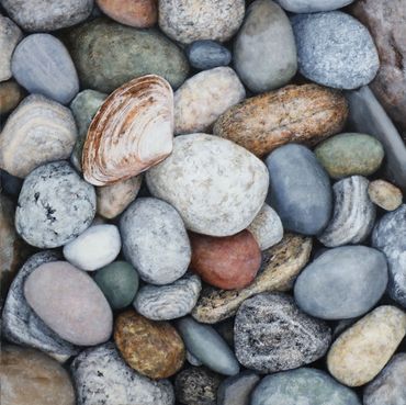 Many multicolored smooth beach stones and clam shell