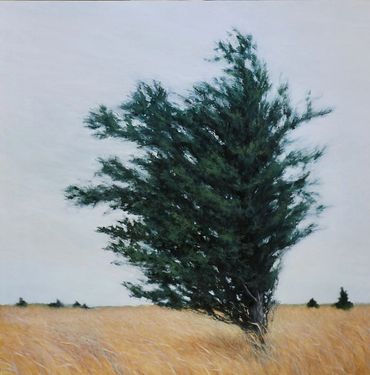 A cedar tree, branches moving in the wind, overcast, stands in gold field